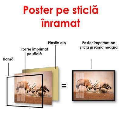 Постер, Горные козлы, 90 x 60 см, Постер в раме, Животные