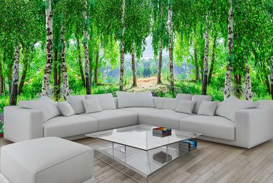 Wall Mural - Birch forest on a hill