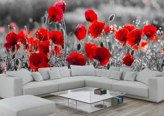 Wall Mural - Beautiful red poppies