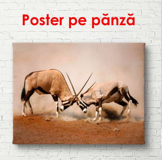 Постер, Горные козлы, 90 x 60 см, Постер в раме