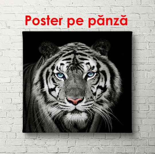 Постер, Черно белый тигр на черном фоне, 40 x 40 см, Холст на подрамнике, Животные