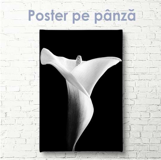 Постер - Белая лилия на черном фоне, 30 x 60 см, Холст на подрамнике