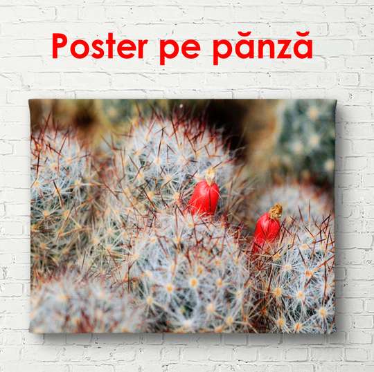 Poster - Fructe roșii de cactus, 90 x 60 см, Poster înrămat, Flori