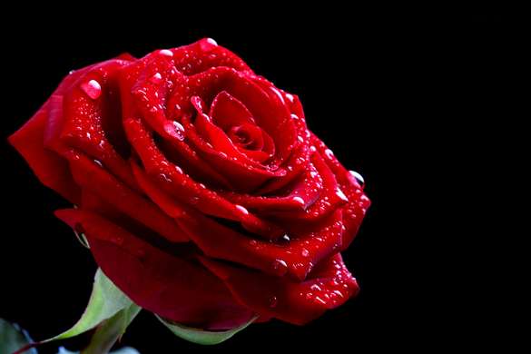 Fototapet - Un trandafir roșu pe fundal negru