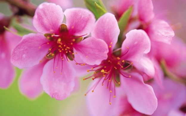 Poster - Flori de primăvară roz pe un copac, 90 x 45 см, Poster înrămat, Flori