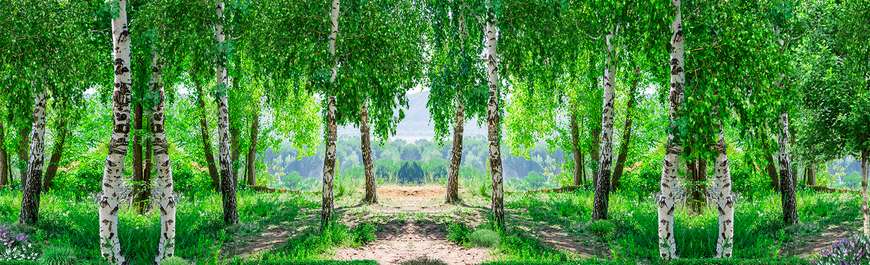 Фотообои - Берёзовый лес на холме