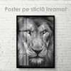 Poster, Tiger look, 60 x 90 см, Framed poster on glass, Animals