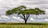 Фотообои - Дерево в Саване