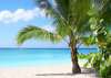 Fototapet - Plajă cu palmieri și cerul însorit