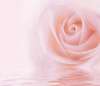 Fototapet - Un trandafir roz delicat