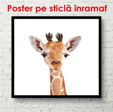Постер - Маленький жираф на белом фоне, 100 x 100 см, Постер в раме, Минимализм