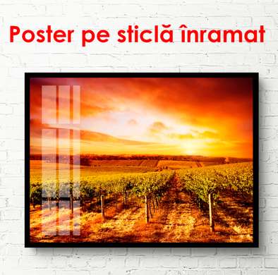 Poster - Podgoria la apusul, 90 x 60 см, Poster înrămat, Natură