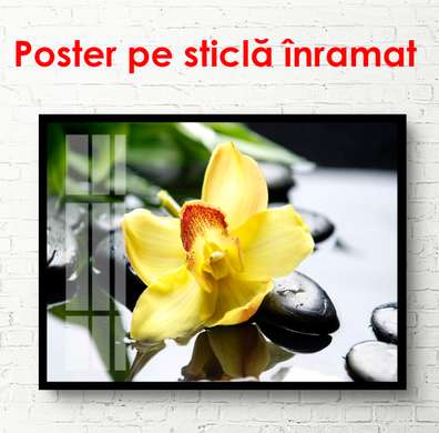 Постер - Желтая орхидея на камне, 90 x 60 см, Постер в раме, Цветы