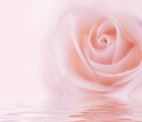Фотообои - Нежная розовая роза