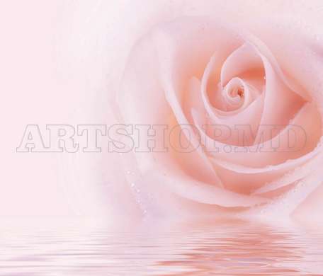 Wall Mural - Delicate pink rose