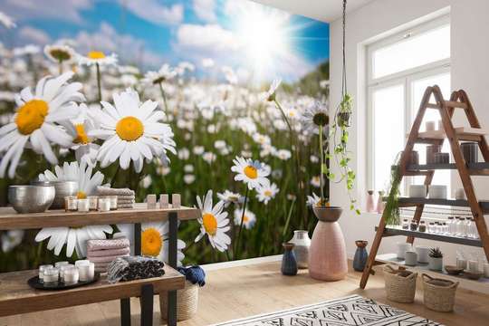 Wall Mural - Chamomile field at sunset