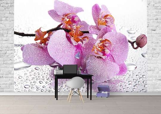 Wall Mural - Pink orchid and water drops