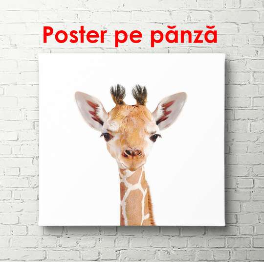 Постер - Маленький жираф на белом фоне, 100 x 100 см, Постер в раме