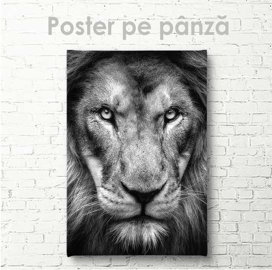 Poster, Tiger look, 30 x 45 см, Canvas on frame, Animals