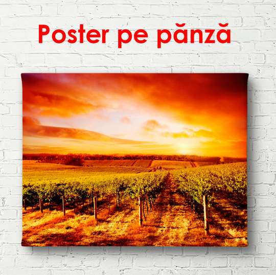 Постер - Виноградник на закате, 90 x 60 см, Постер в раме