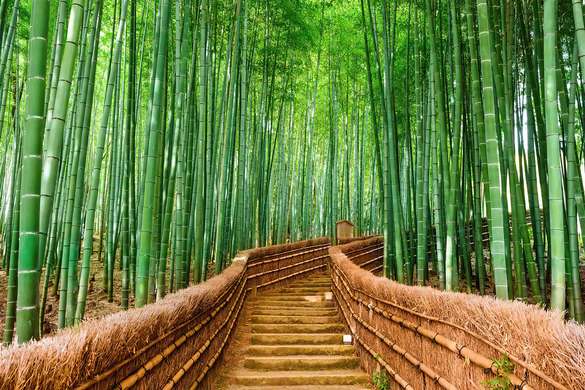 Фотообои - Бамбуковый лес Сагано