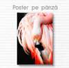 Poster, Flamingo roz, 60 x 90 см, Poster inramat pe sticla
