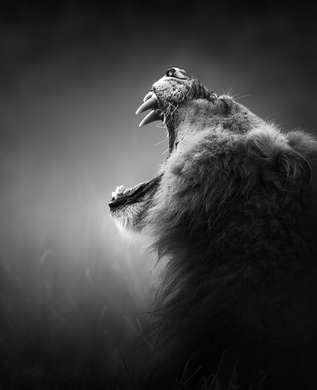 Poster - Roaring lion, 30 x 60 см, Canvas on frame, Black & White