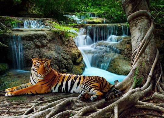 Wall Murall - Tiger resting near the waterfall