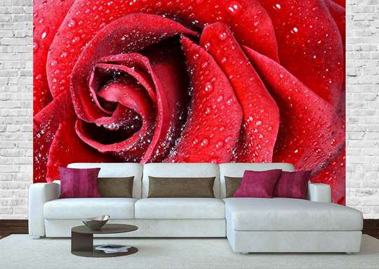 Fototapet - Un trandafir roșu și roua de dimineață