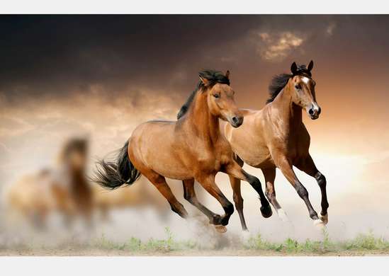 Фотообои - Лошади бегущие вдаль