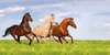 Фотообои -Бегущие лошади по зеленой траве