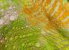 Fototapet - textură șopîrlă verde