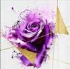 Poster - Trandafir purpuriu, 100 x 100 см, Poster inramat pe sticla