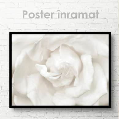 Poster - Floare albă, 90 x 60 см, Poster inramat pe sticla