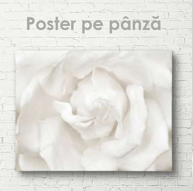 Poster - Floare albă, 90 x 60 см, Poster inramat pe sticla