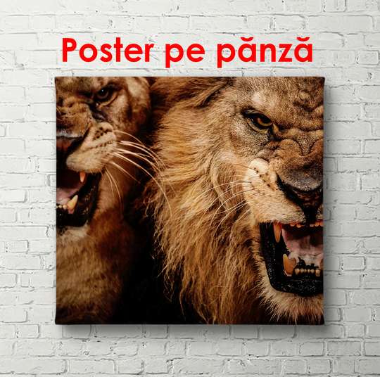 Poster, Leul și leoaica pe un fundal negru, 100 x 100 см, Poster înrămat, Animale