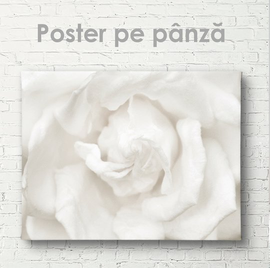 Poster, Floare albă, 45 x 30 см, Panza pe cadru