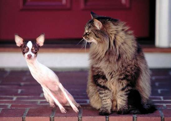 Фотообои - Дружба собаки и кошки