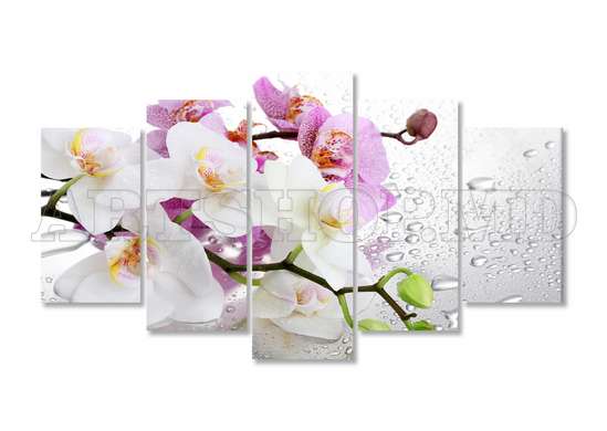Модульная картина, Розовая и белая орхидеи., 108 х 60