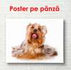 Poster, Yorkul frumos pe fundalul alb, 90 x 60 см, Poster înrămat, Animale