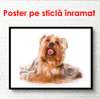 Poster, Yorkul frumos pe fundalul alb, 90 x 60 см, Poster înrămat, Animale