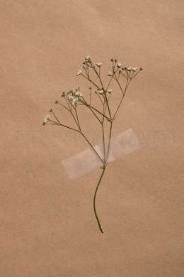 Poster - Dried Flower & Beige Background, 30 x 45 см, Canvas on frame, Botanical