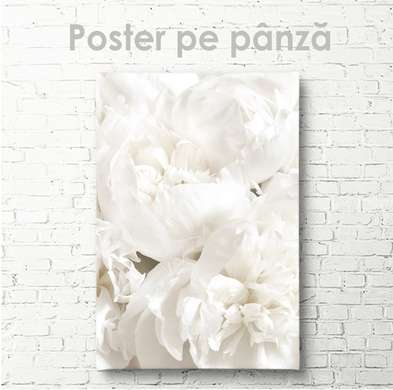 Постер - Белый пион, 60 x 90 см, Постер на Стекле в раме, Цветы