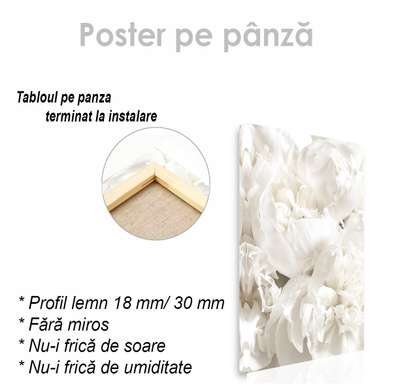 Poster - White peony, 60 x 90 см, Framed poster on glass, Flowers