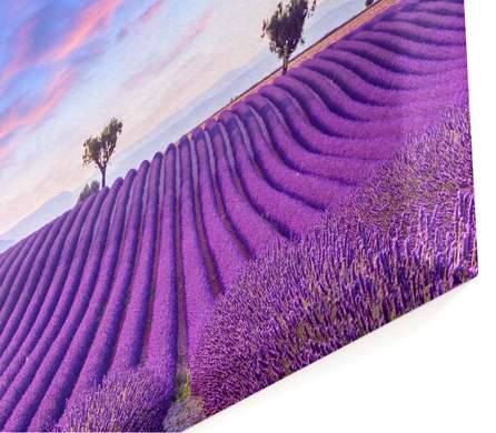 Modular picture, Lavender field., 198 x 115
