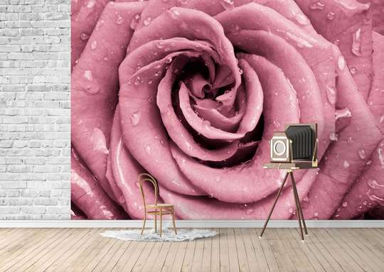 Fototapet - Un trandafir roz și picături de apă