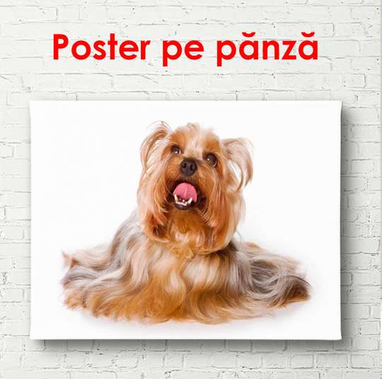 Poster, Beautiful yorkie on a white background, 90 x 60 см, Framed poster, Animals
