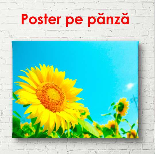 Poster - Câmpul de floarea-soarelui, 90 x 60 см, Poster înrămat, Flori