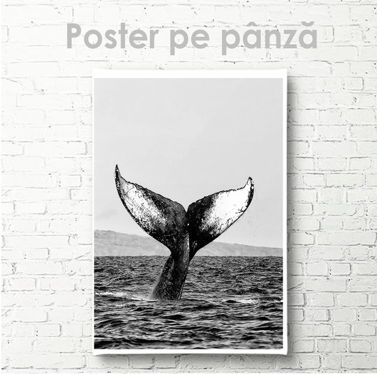 Poster, Coada balenei, 30 x 45 см, Panza pe cadru