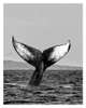 Постер - Хвост кита, 60 x 90 см, Постер на Стекле в раме, Морская Тематика
